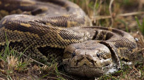 Image result for Indonesian Python 23Ft
