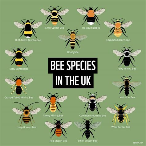 Bees Are What Kind Of Species Pioneer at Natasha Brooks blog