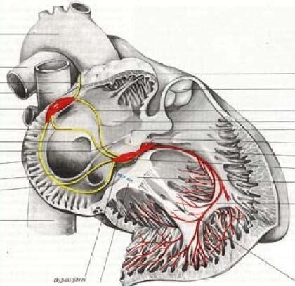 心壁的构成心壁的构成不包括2022已更新今日更新