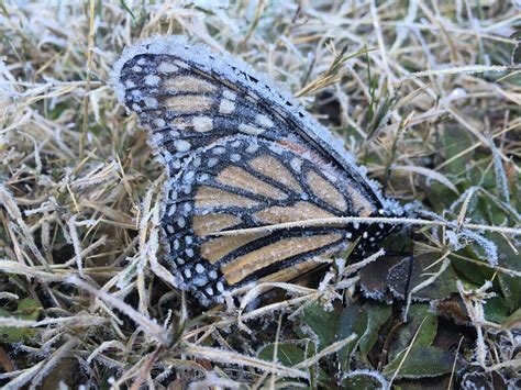 Butterflies Do They Hibernate