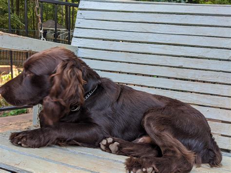 Boykin Spaniel Puppies For Sale | Monroe, GA #330444
