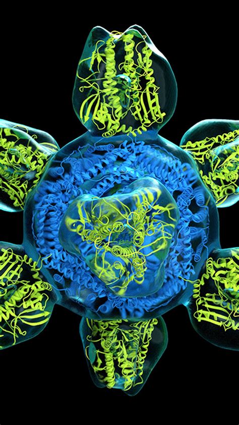 Microscope Bacteria 的图像结果