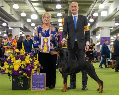 DPCA Dobermans | Congratulations to Penny, GCHS ConnQuest Best of Both ...
