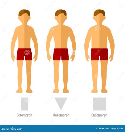 Men Body Types stock vector. Illustration of male, average - 63066108