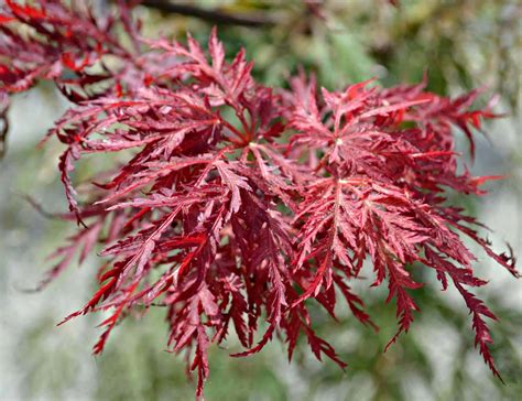 Japanese Maples | Fairview Garden Center | Raleigh NC