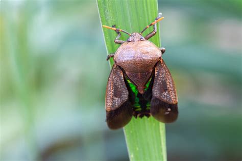 Alien Screen Loop 的图像结果