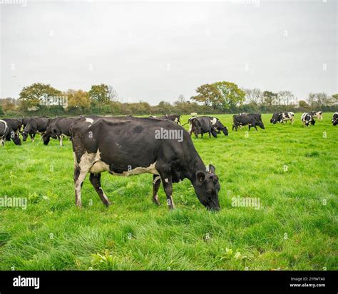 Herd dairy cattle grazing in hi-res stock photography and images - Alamy