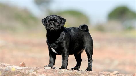 Pug | Royal Canin IN