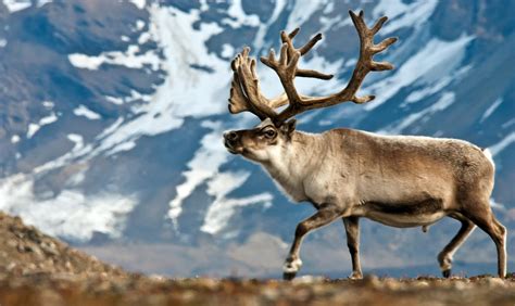 Tundra Caribou Adaptations