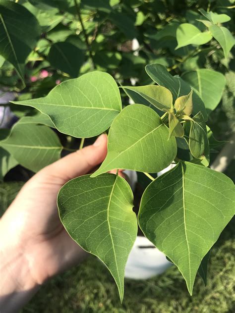 Spade Shaped Tree at Holly Standley blog