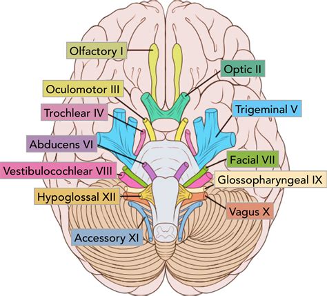 The Cranial Nerves | Functions and Pathways – TeachMeAnatomy