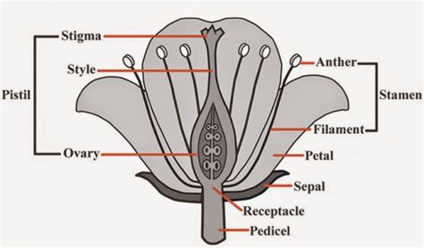 Draw a labelled diagram of the longitudinal section of a flower. - Doubtly