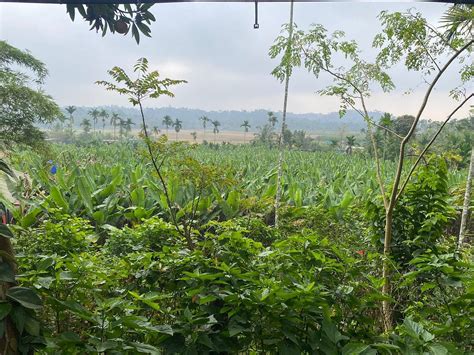 KUDAJADRI DRIZZLE HOMESTAY (Kaniyambetta) - Guesthouse Reviews, Photos ...
