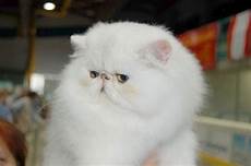 prezzi gatti persiani gatto persiano carattere pelo lungo il carattere prezzi gatti persiani gatto persiano carattere pelo lungo il carattere