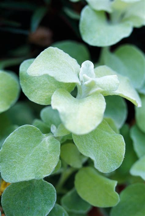 25 Silver Plants That Will Brighten Up Your Garden
