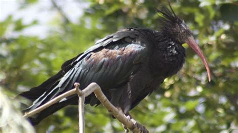 Rare Animals: Top 10 Rarest Birds in the World | hubpages