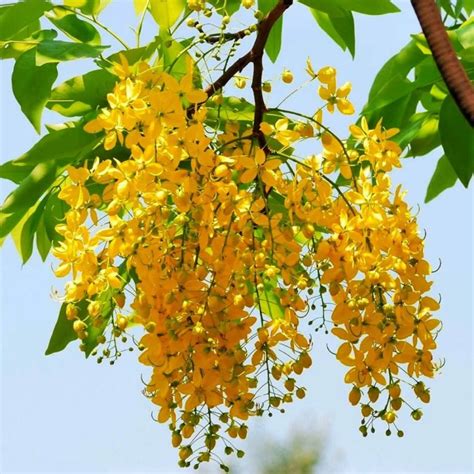 Best Cassia Fistula Trees Plants Nursery Plants Near Me Kadiyam India ...