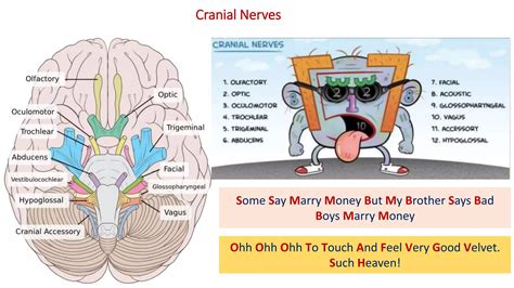 Peripheral nervous system | PPTX