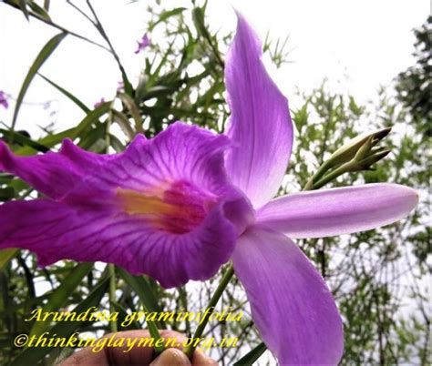 Medicinal Plant Details