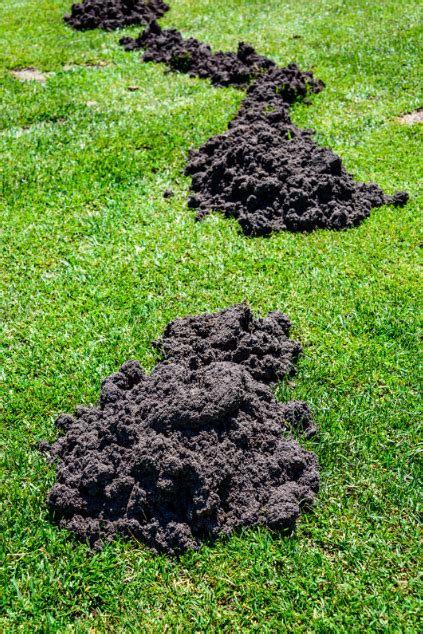 Repel Moles 的图像结果