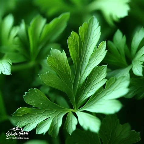 Kinchay (Chinese Parsley): Mga Nakakabilib na Health Benefits. Alamin!