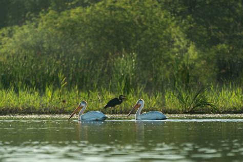 Bay of Green Bay is one step closer to being designated as a research reserve - WPR