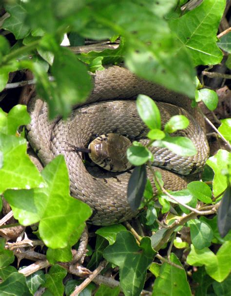 snakes in the grass quotes