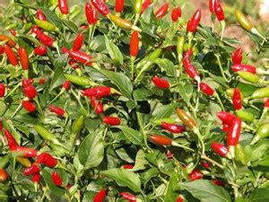 Biosnyg ™NDIR-111 Firecracker Chilli Seed Price in India - Buy Biosnyg ...