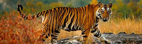 Discover the Most-Frequently Sighted Mammals of Kanha National Park