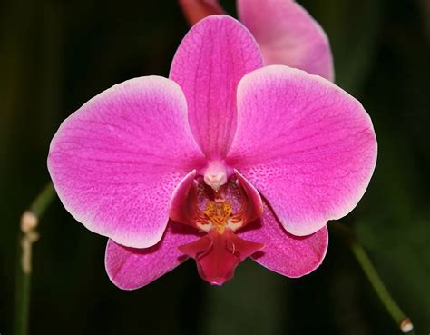 29 Facts About Orchid - OhMyFacts