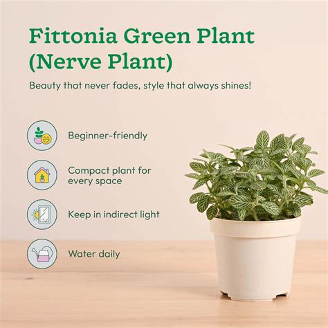 Mini Indoor Plant Set: Low Maintenance Desk & Office Collection (Set o ...