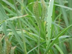 TNAU Agritech Portal :: Crop Protection