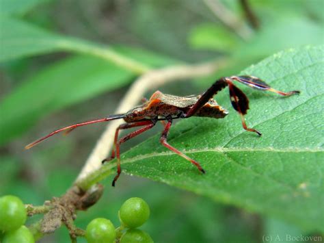 Leaf-footed Bugs | 6legs2many