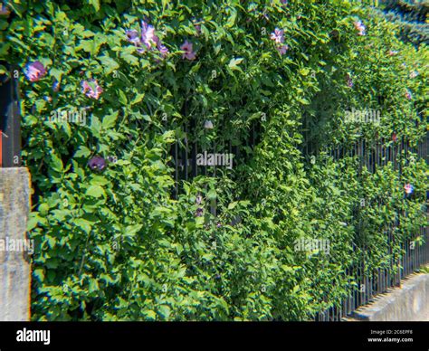 Rose of Sharon hedge, Hibiscus syriacus Stock Photo - Alamy