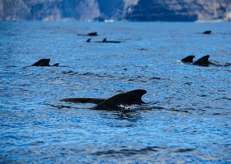 Sichtungen im August 2022 - OCEANO Whale Watching La Gomera
