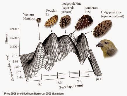 Fitness Landscape 的图像结果