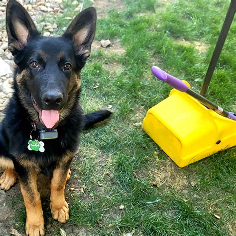 Residential Dog Poop Service For Boulder, CO Homeowners