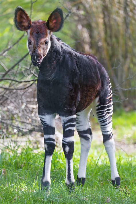 Okapi 的图像结果