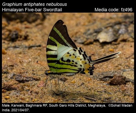 Graphium antiphates | Butterfly