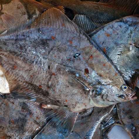 The Secret to Perfectly Crispy Fried Petrale Sole – Expert Tips & Recipe