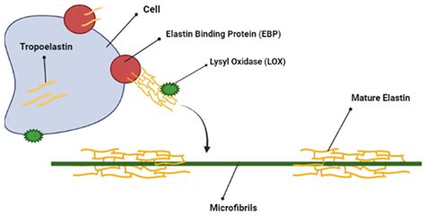 The Role of Extracellular Matrix (ECM) Adhesion Motifs in ...