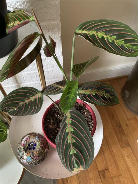 How To Propagate Prayer Plant - Plant Ideas
