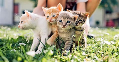 Fostering Kittens: Tips on How to Foster Kittens and What to Expect