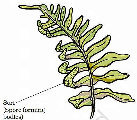Reproduction in Plants Chapter Notes - Class 7 PDF Download