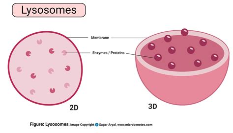 Animal Cell Explained: Structure, Parts & Vital Functions