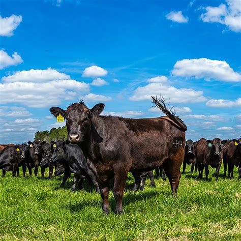 Aberdeen (black) Angus | CRU