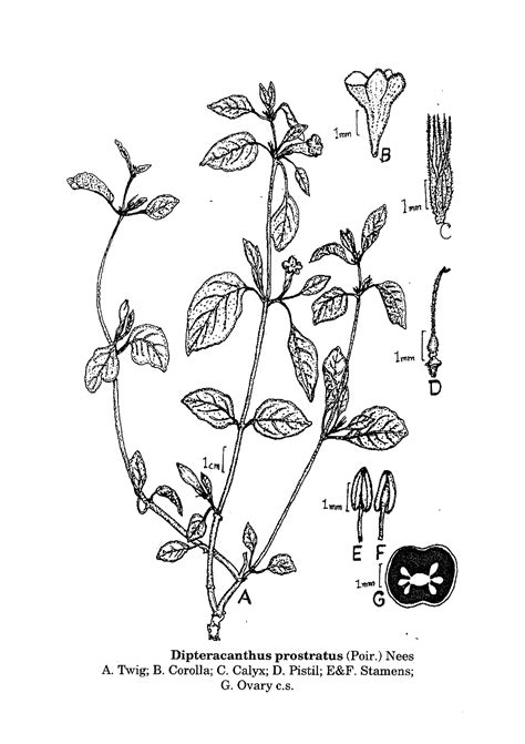 Herbarium JCB