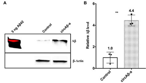 Circular RNA Encoded Amyloid Beta peptides—A Novel Putative Player in ...