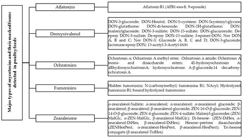 Hidden Hazards Revealed: Mycotoxins and Their Masked Forms in Poultry
