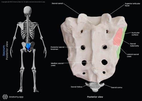 Superior Articular Process Sacrum